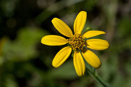 Image of Alabama Warbonnet