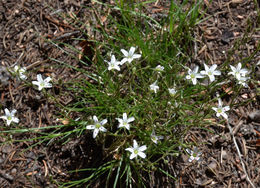 Image of Fendler's sandwort