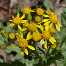 Image of Fendler's ragwort