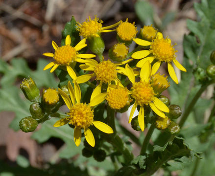 Image of Fendler's ragwort