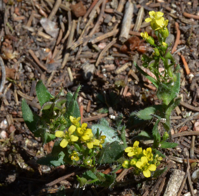 Image of pretty draba