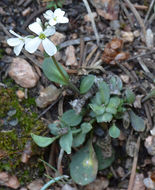 صورة Noccaea fendleri subsp. glauca (A. Nelson) Al-Shehbaz & M. Koch