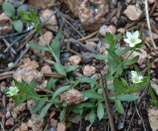 Image de Arenaria lanuginosa var. saxosa (A. Gray) Zarucchi