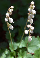 Image de Heuchera hallii A. Gray