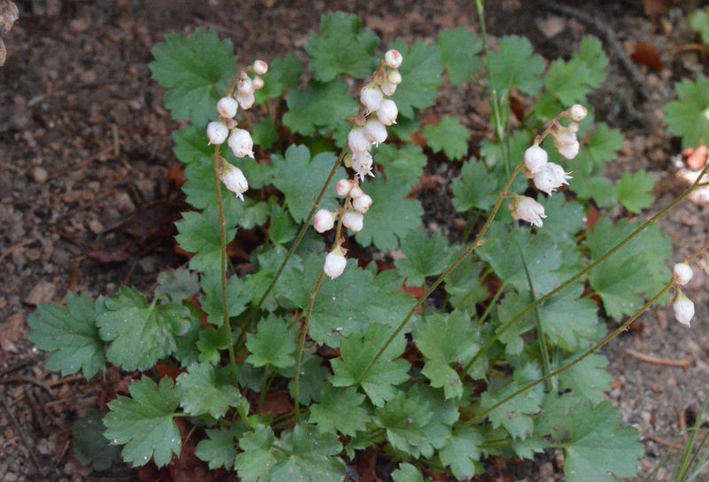 Image de Heuchera hallii A. Gray