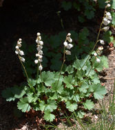 Image de Heuchera hallii A. Gray