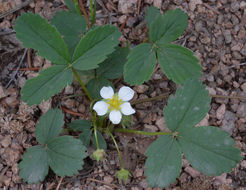 Image of Virginia strawberry