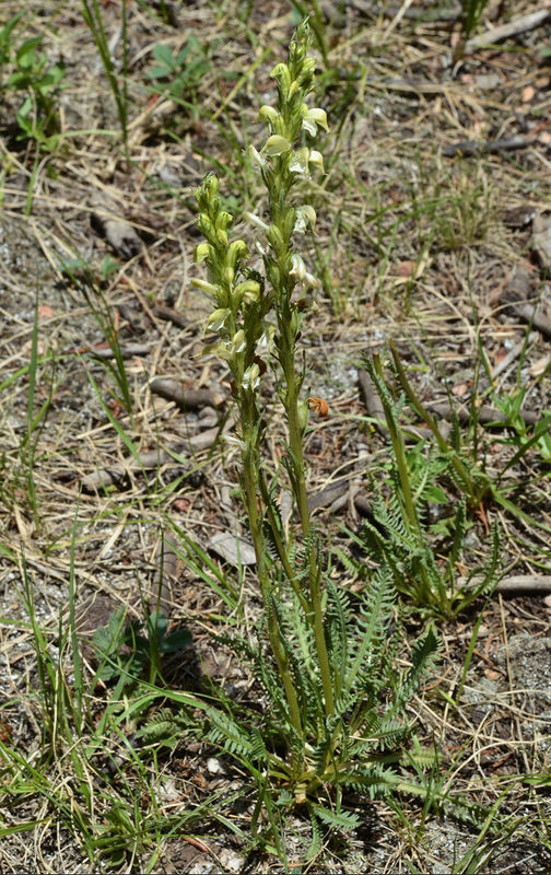 Image of Payson's lousewort