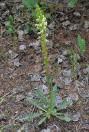 Image of Payson's lousewort