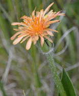 Image of orange agoseris