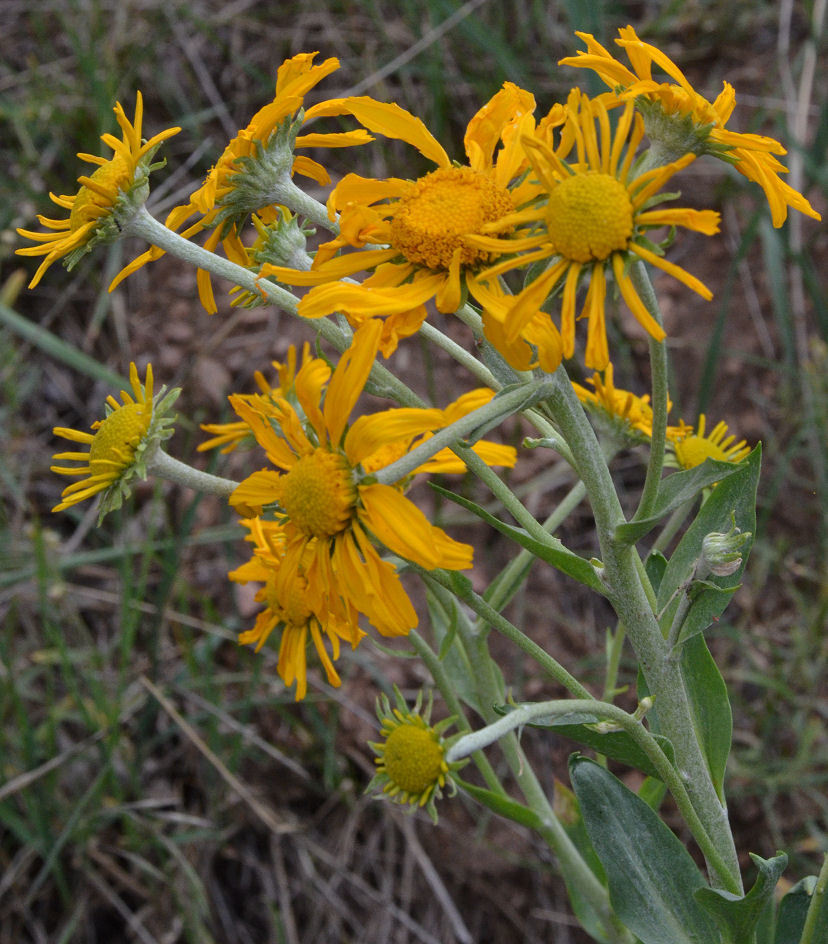 Hymenoxys hoopesii (A. Gray) M. W. Bierner的圖片