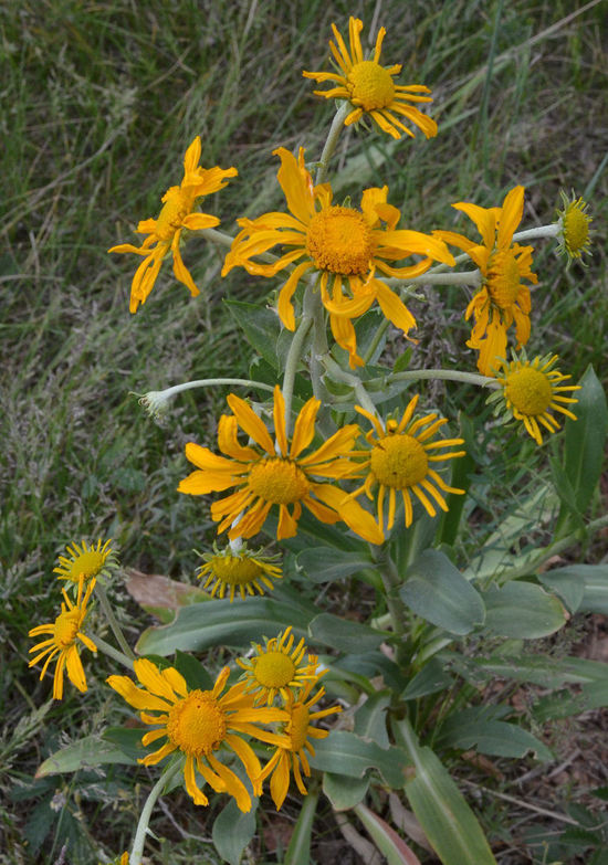 Hymenoxys hoopesii (A. Gray) M. W. Bierner的圖片