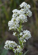 Image of Northern bedstraw