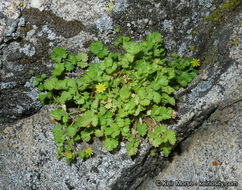 Sivun Ivesia saxosa (Lemmon ex E. Greene) B. Ertter kuva