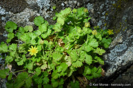 Sivun Ivesia saxosa (Lemmon ex E. Greene) B. Ertter kuva