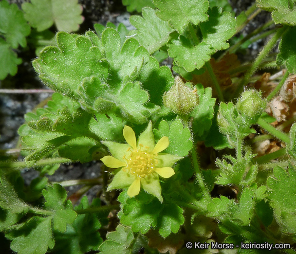 Sivun Ivesia saxosa (Lemmon ex E. Greene) B. Ertter kuva