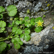 Sivun Ivesia saxosa (Lemmon ex E. Greene) B. Ertter kuva