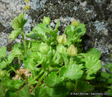 Sivun Ivesia saxosa (Lemmon ex E. Greene) B. Ertter kuva