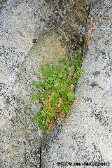 Sivun Ivesia saxosa (Lemmon ex E. Greene) B. Ertter kuva