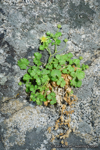 Sivun Ivesia saxosa (Lemmon ex E. Greene) B. Ertter kuva