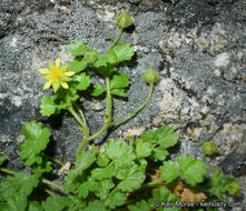 Sivun Ivesia saxosa (Lemmon ex E. Greene) B. Ertter kuva