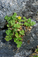 Sivun Ivesia saxosa (Lemmon ex E. Greene) B. Ertter kuva