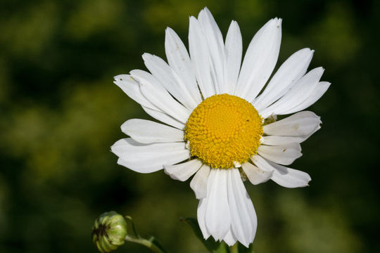 Imagem de Leucanthemella serotina (L.) Tzvel.