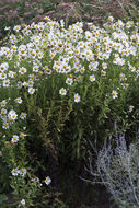 Слика од Leucanthemella serotina (L.) Tzvel.