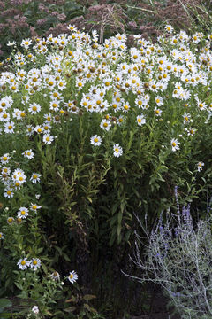 Leucanthemella serotina (L.) Tzvel. resmi