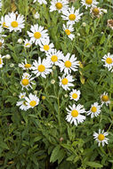 Leucanthemella serotina (L.) Tzvel. resmi