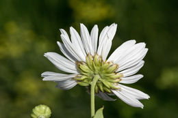 Leucanthemella serotina (L.) Tzvel. resmi