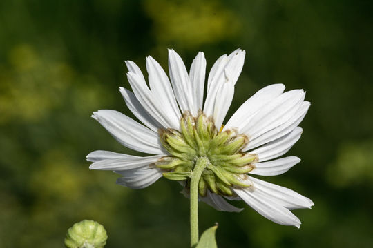 صورة Leucanthemella serotina (L.) Tzvel.