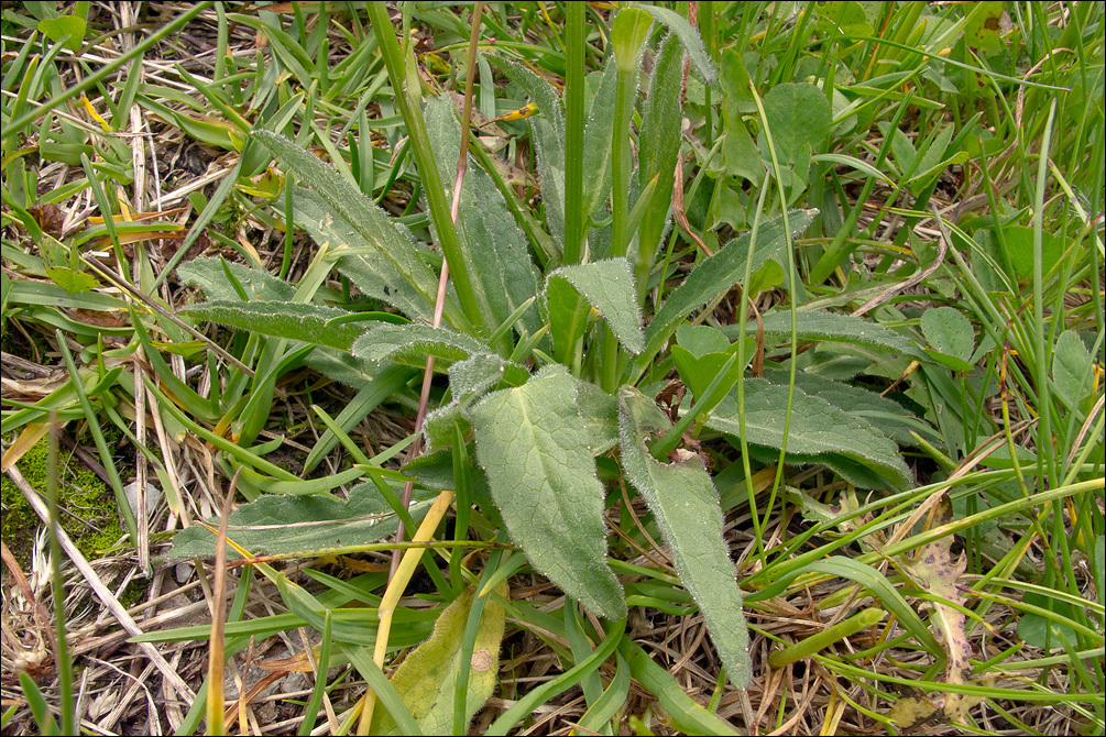 Image of Round-headed Rampion