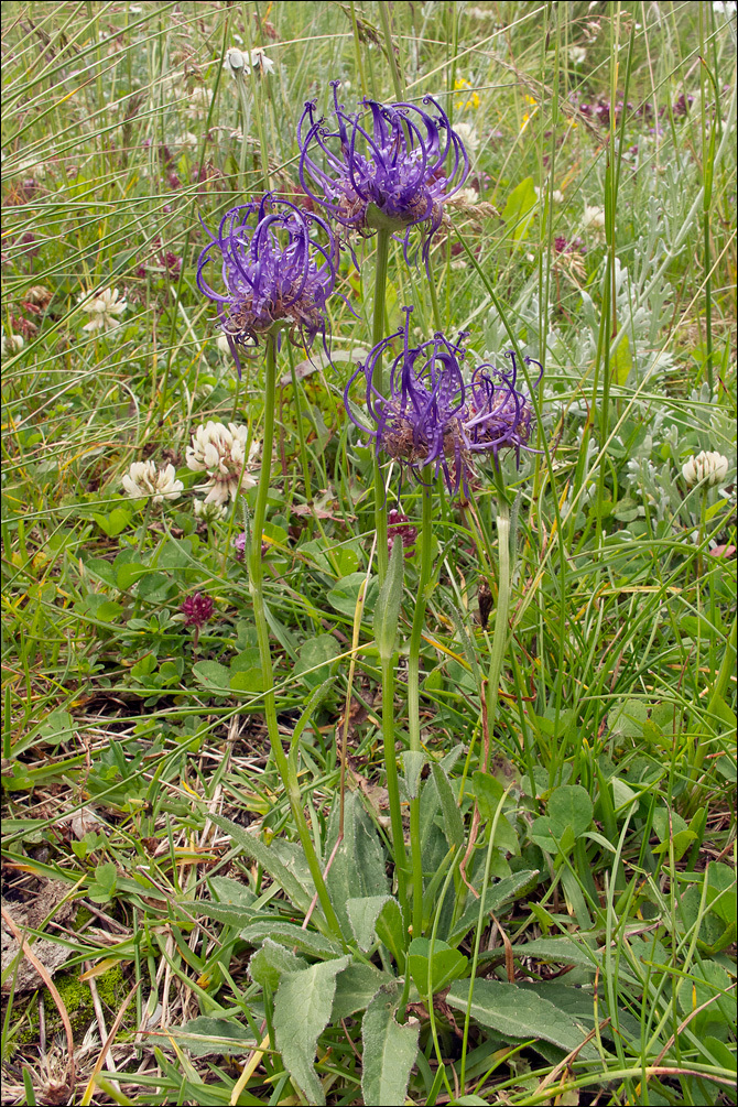 Image of Round-headed Rampion