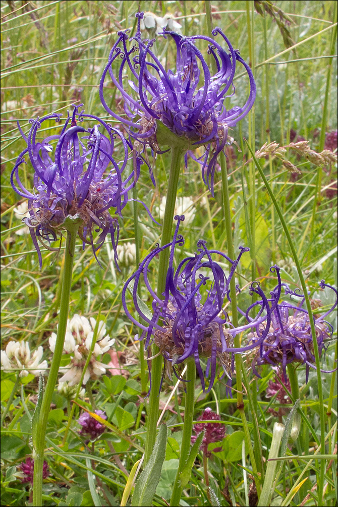 Image of Round-headed Rampion