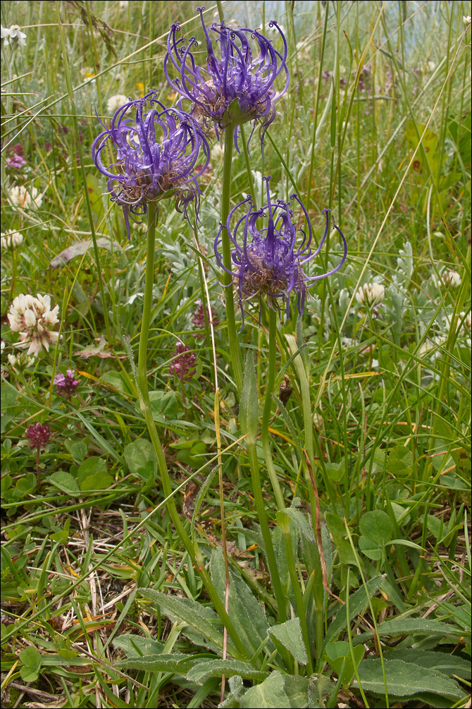 Image of Round-headed Rampion