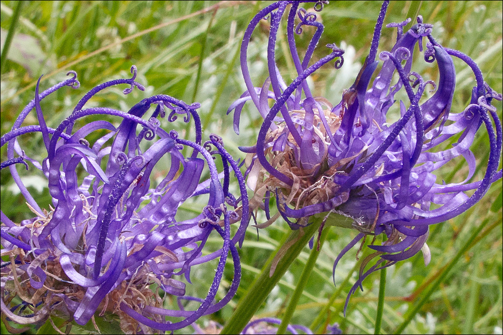 Image of Round-headed Rampion