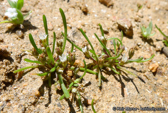 Limosella acaulis Sesse & Moc. resmi