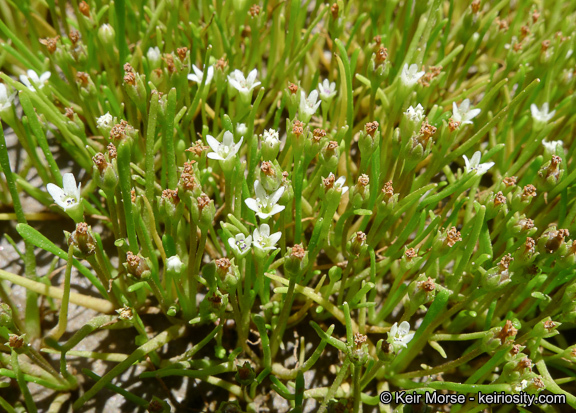 Limosella acaulis Sesse & Moc. resmi