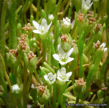 Image of Owyhee mudwort