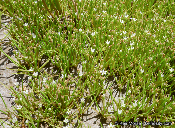 Limosella acaulis Sesse & Moc. resmi