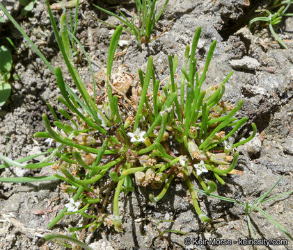 Image de Limosella acaulis Sesse & Moc.