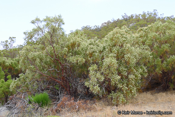 Adenostoma sparsifolium Torr.的圖片