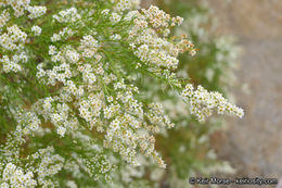 Adenostoma sparsifolium Torr.的圖片