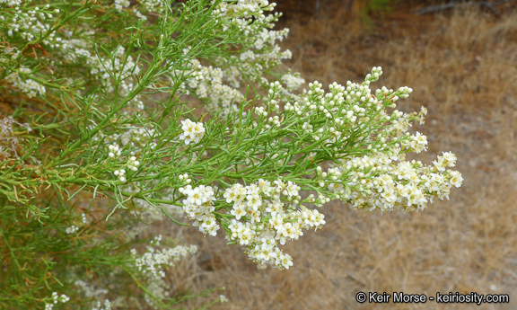 Adenostoma sparsifolium Torr.的圖片