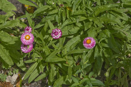 Image of bracted strawflower