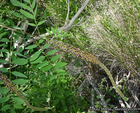 Amorpha fruticosa L. resmi