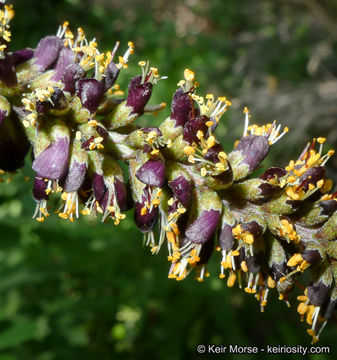 Imagem de Amorpha fruticosa L.