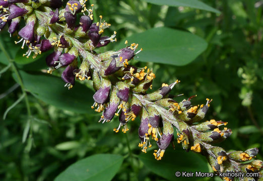 Imagem de Amorpha fruticosa L.