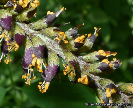 Imagem de Amorpha fruticosa L.